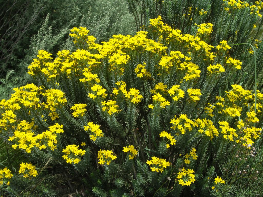 fleurs gardenroute